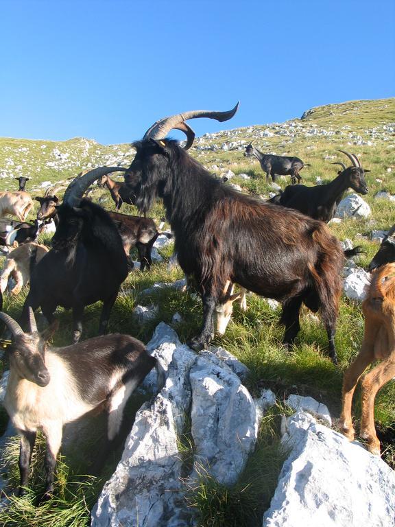 Tourist Farm Zvanc Kobarid Eksteriør billede