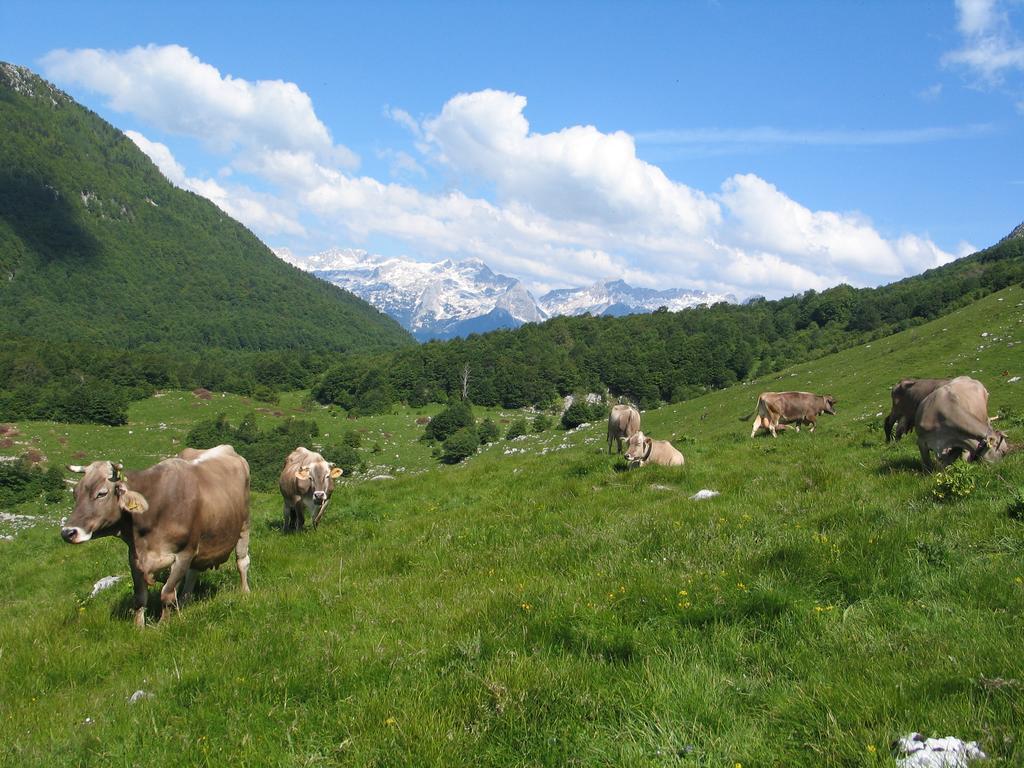 Tourist Farm Zvanc Kobarid Eksteriør billede